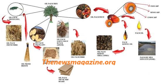 Oil Palm Waste Used Lamp Project